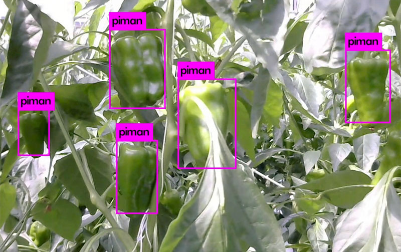 ピーマン自動収穫ロボットがAIによってピーマンを認識している画像